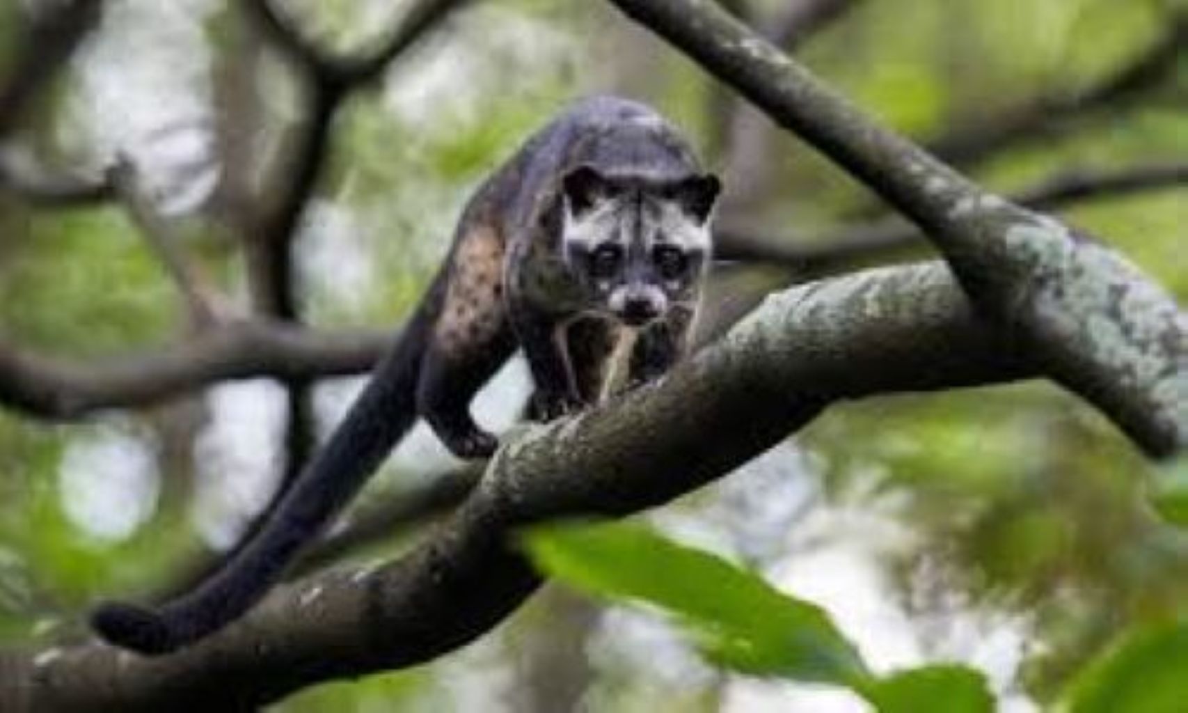 Musang Pandan dewasa dengan bulu coklat kemerahan dalam kandang kayu