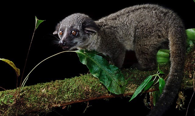 Musang Akar berwarna hitam dengan corak putih di ekor