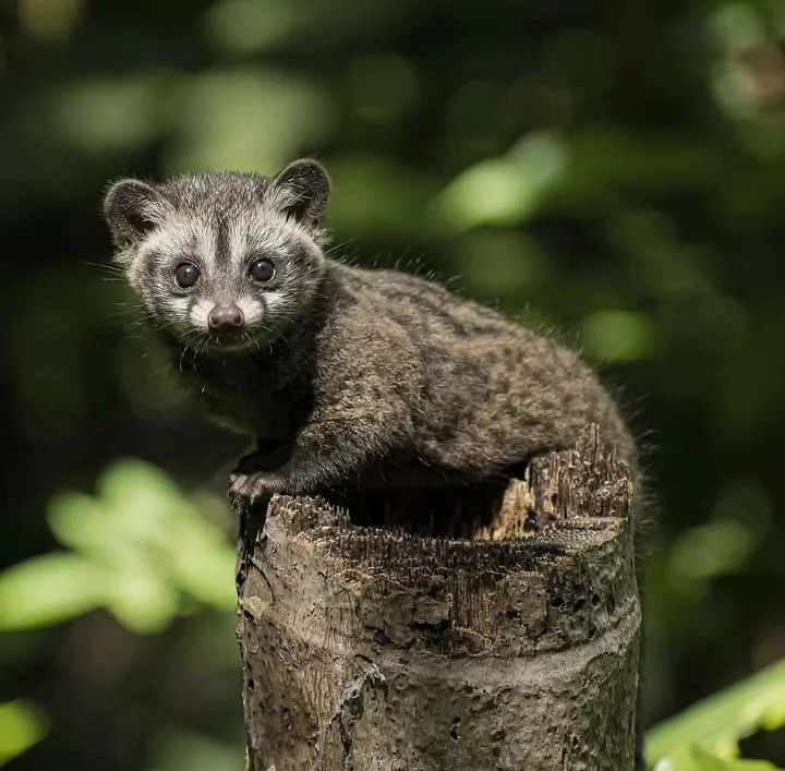 Anakan Musang Luwak berbulu abu-abu sedang tidur di sarang