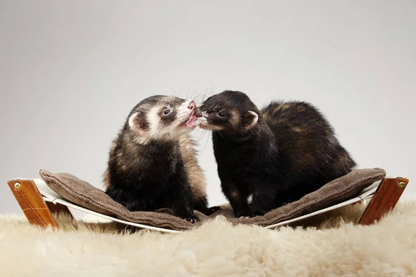 Pasangan Musang Musang muda sedang berinteraksi di kandang besar